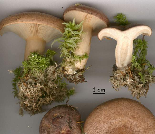 Lactarius trivialis